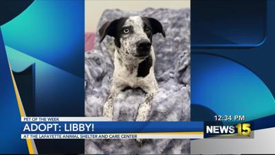 Adopt Libby