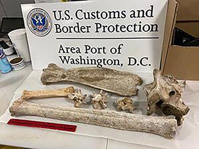 Giraffe and zebra bones seized at Virginia airport