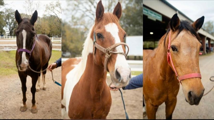Mardi Gras Horses Interview