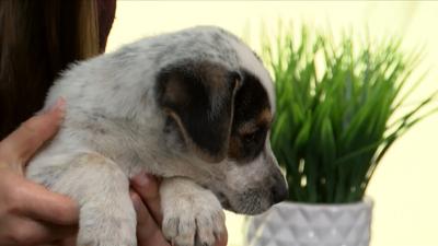 Adopt Dolly Interview.jpg