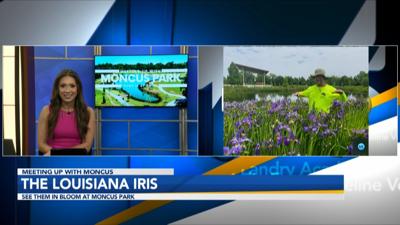 Irises at Moncus Park.jpg