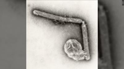 Bird Flu